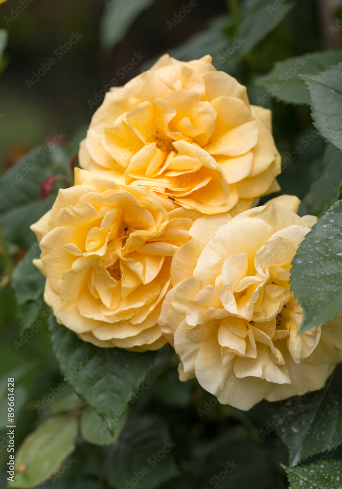 Yellow Rose on the Branch in the Garden Yellow Rose on the Branch in the Garden