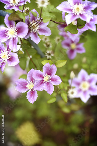 summer background with flowers of clematis © pavasaris
