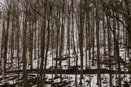 Winterwald