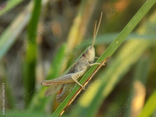 Grasshopper on grass blade © majo1122331