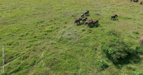 Aerial view flying over running Elephants herd bird eye target camera. Africa. Kenya. Masai Mara. Travel tourism adventure in wild animal nature. 