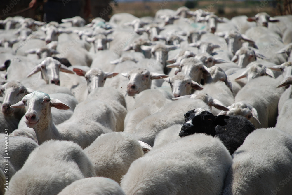 Ovis Caprini Black sheep Family Schwarzes Schaf Familie Schafherde Herde Paarhufer Schafzucht Diskriminierung sozial soziales Umfeld einsam ausgestoßen Wolle Haustier Nutztier Zucht Säugetier Ovis Caprini Black sheep Family Schwarzes Schaf Familie Schafherde Herde Paarhufer Schafzucht Diskriminierung sozial soziales Umfeld einsam ausgestoßen Wolle Haustier Nutztier Zucht Säugetier