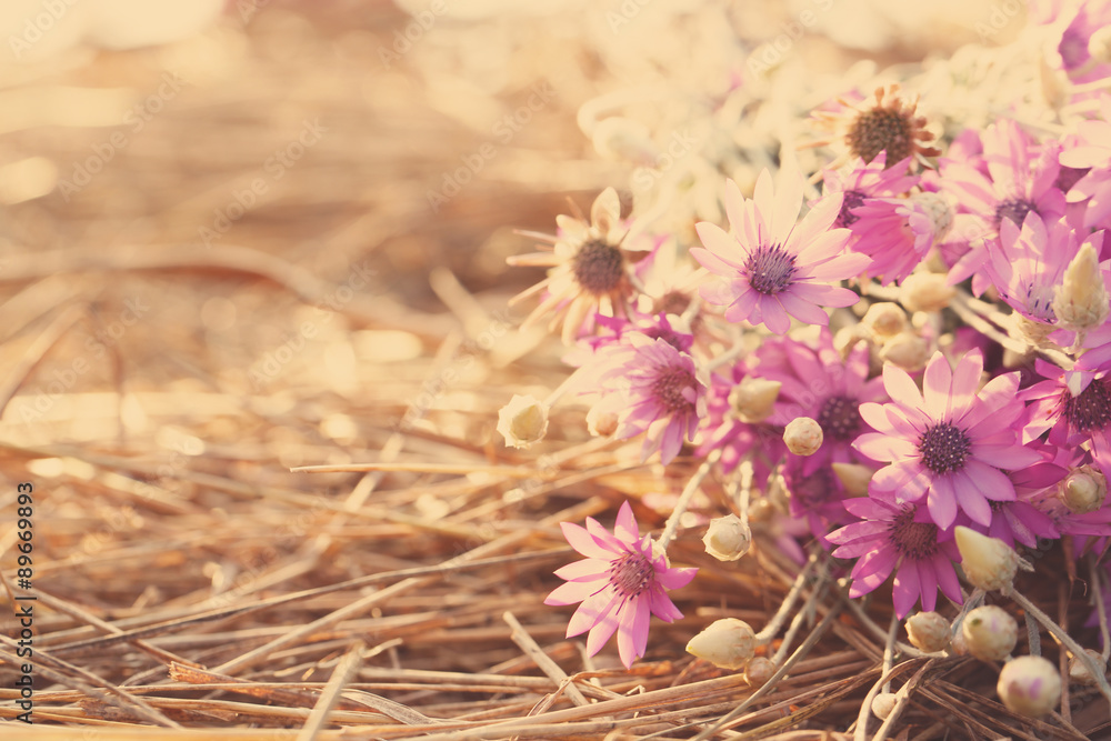 Beautiful wild flowers on straw with sunlight Beautiful wild flowers on straw with sunlight