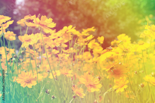 Cosmos flowers with sunlight