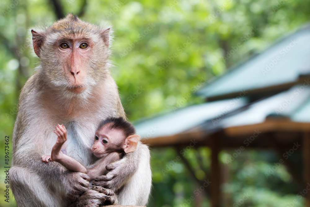 Fototapeta premium Monkey family