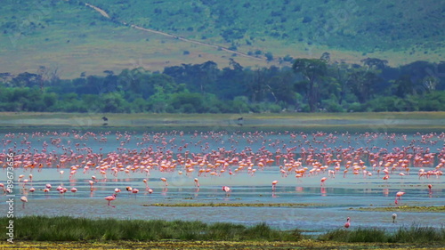 Thousands Flamingo on salt lake Magadi in Ngorongoro crater static camera. Flock of Flamingos. Safari. Serengeti. Tanzania. Africa. Travel tourism adventure in wild animal nature. 