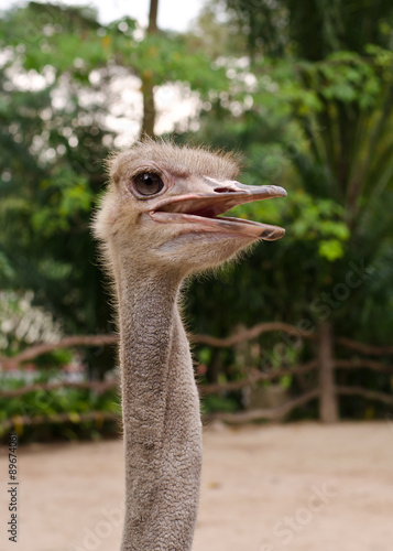 Ostrich or Common Ostrich (Struthio camelus) khaokaew open zoo,