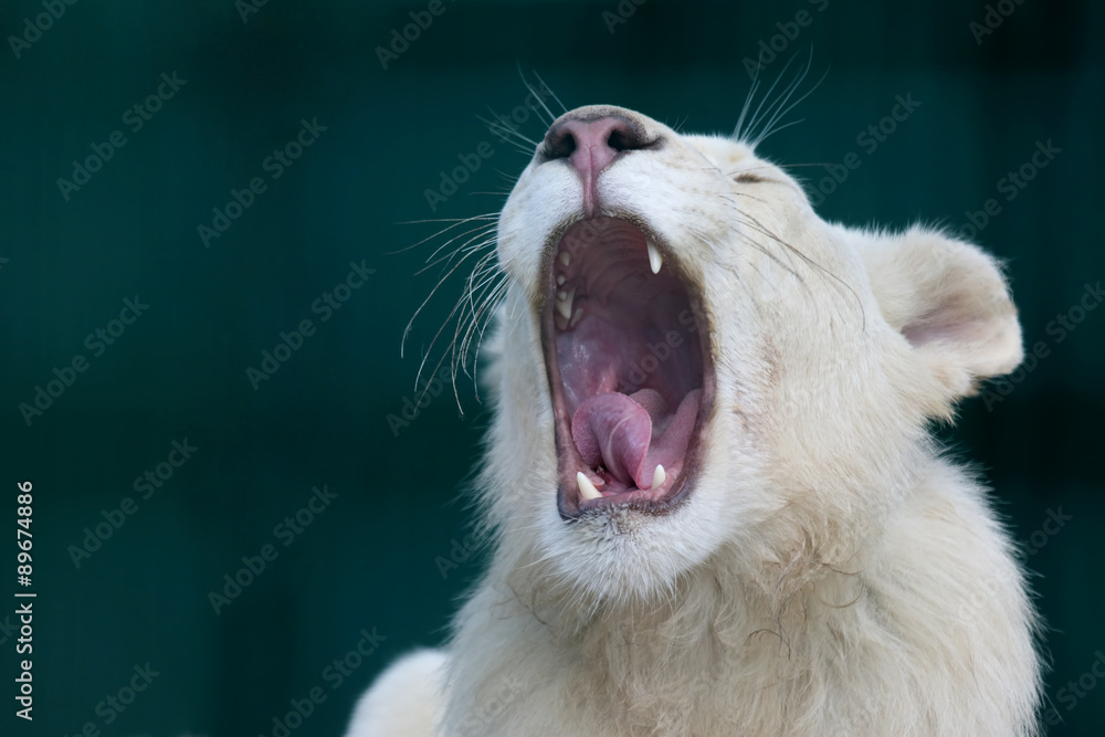 Obraz premium the white lion with wide open mouth