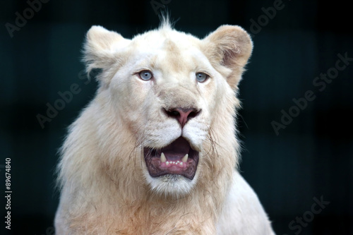 Fototapeta Naklejka Na Ścianę i Meble -  the white lion with wide open mouth