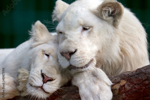 lion and lioness gently pressed their heads to each other
