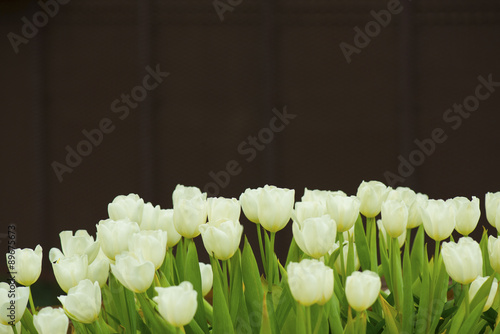 White tulips on dark backgroound photo