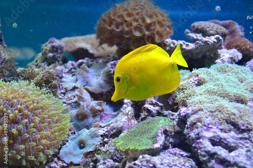 Yellow zebrasoma and Mushroom Fungia coral in the aquarium