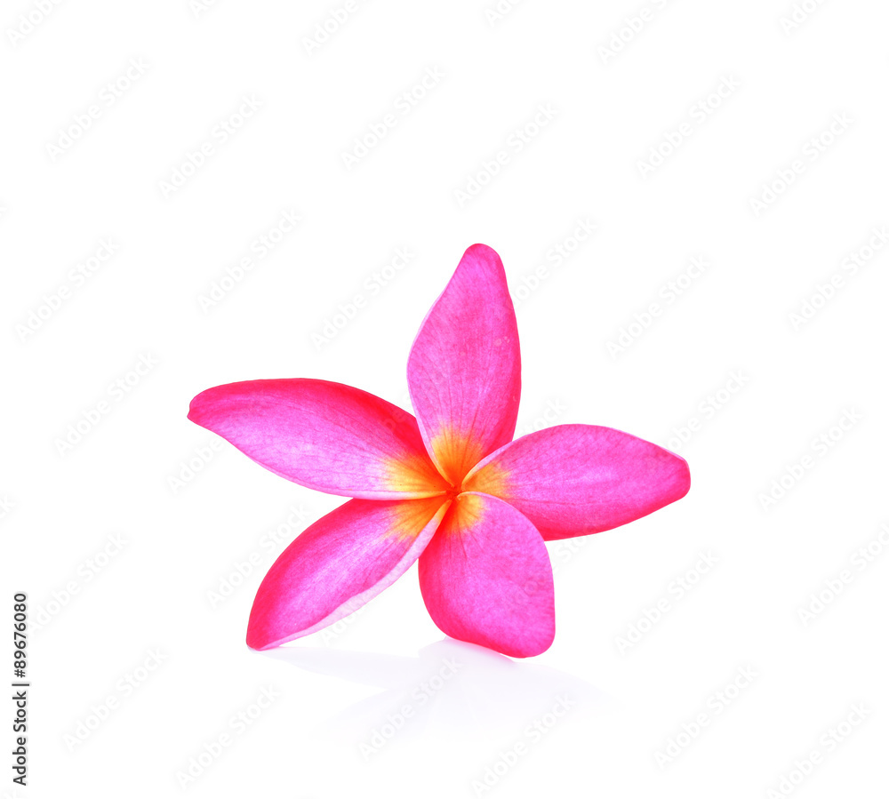 Pink frangipani flower white background Pink frangipani flower white background