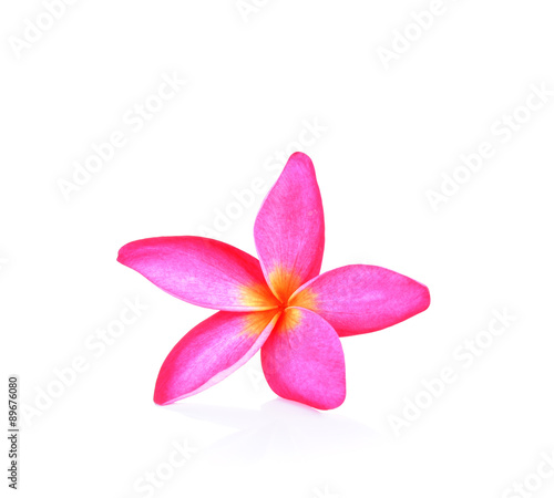 Pink  frangipani flower  white background