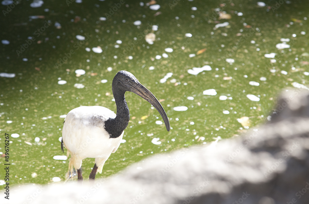 Fototapeta premium Sacred ibis over green