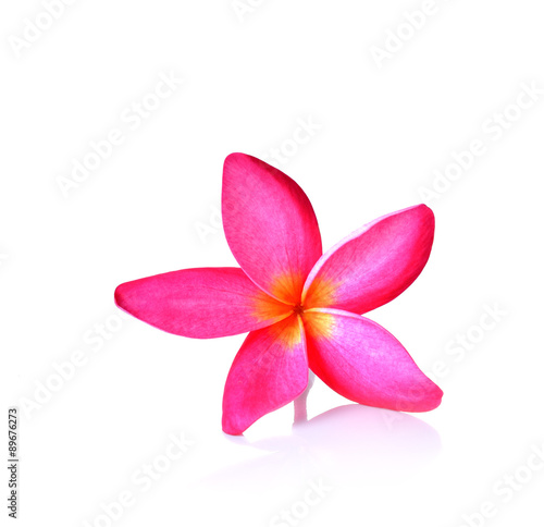 Pink  frangipani flower  white background