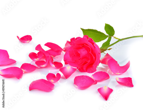 Beautiful pink roses on white background