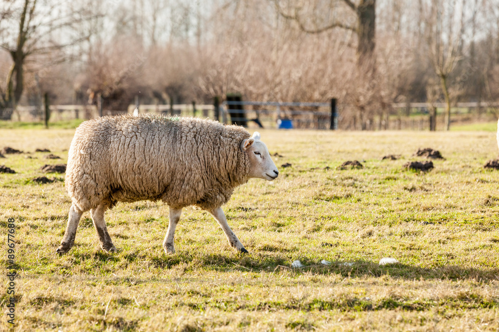 Fototapeta premium sheep in the field