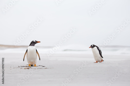 Gentoo Penguins on a deserted white sand beach. Falkland Islands