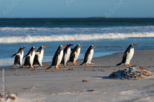 Group of Gentoo Penguins  Pygoscelis papua  on the beach