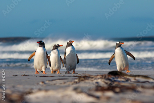 Gentoo penguins coming from the sea. Falkland Isands.