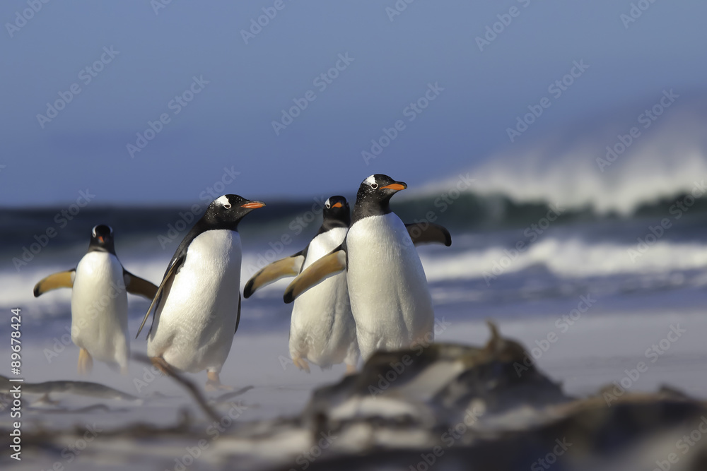 Fototapeta premium Gentoo Penguins walking from the surf to their colony.