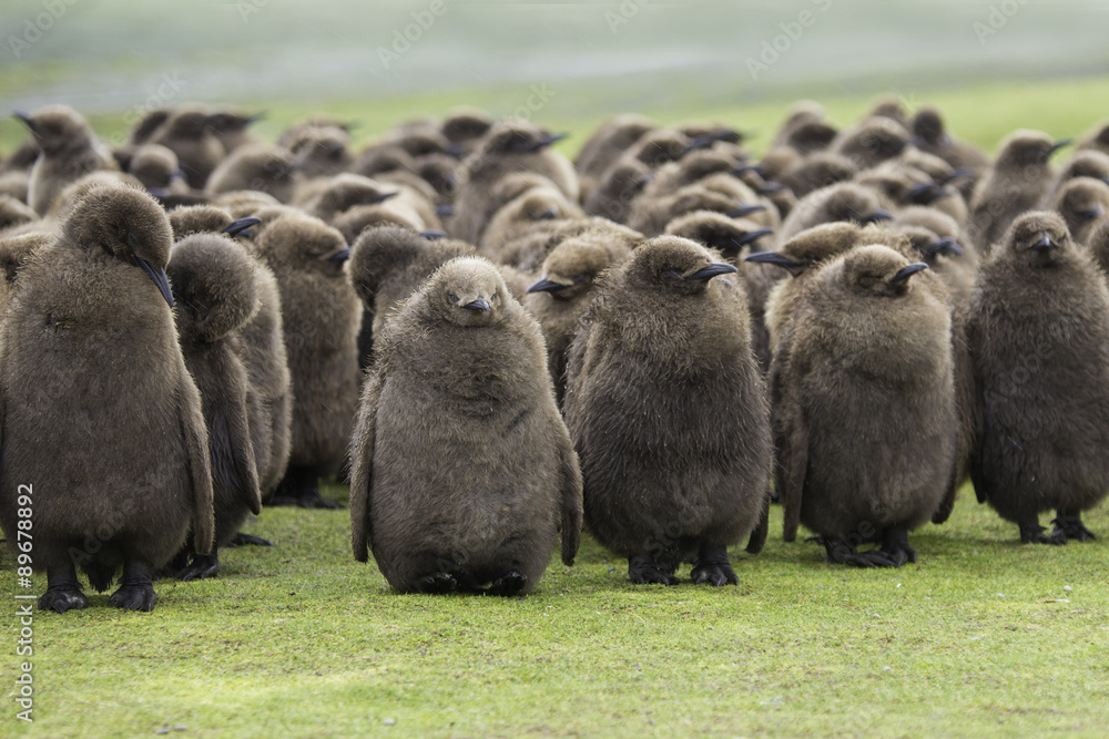 Obraz premium A creche of King Penguin Chicks, huddled in the rain at Voluntee