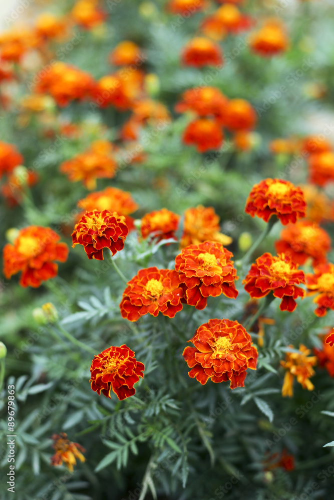 Beautiful blooming flowers orange color.