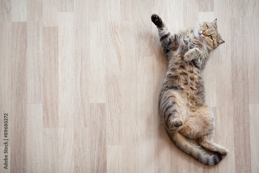 Cat lying on parquet floor top view - obrazy, fototapety, plakaty 