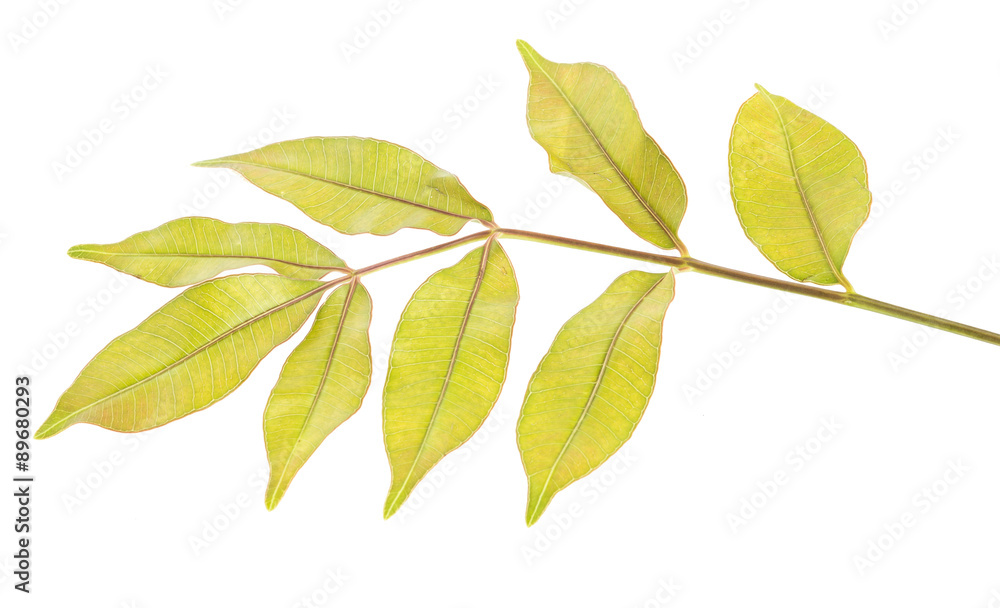 Fototapeta premium Spondias pinnata (L.f.) Kurz. Anarcardiaceae.Hog Plum, 