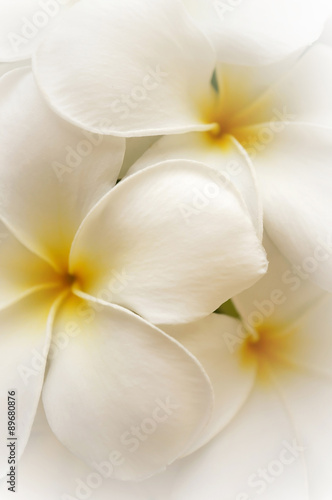 frangipani (plumeria) , in soft color style for background 