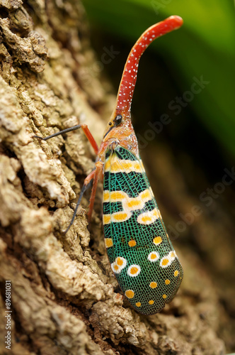 Lanternflies (Lantern Bugs) on Longan tree 