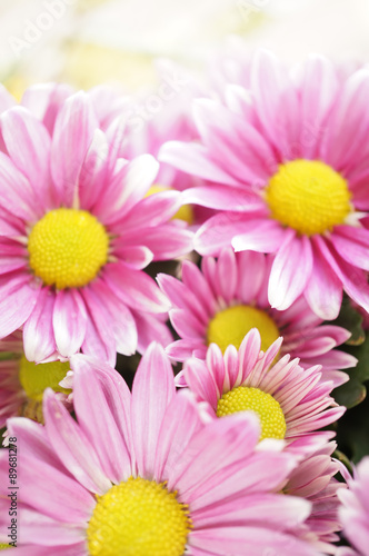 Pink Chrysanthemums background  