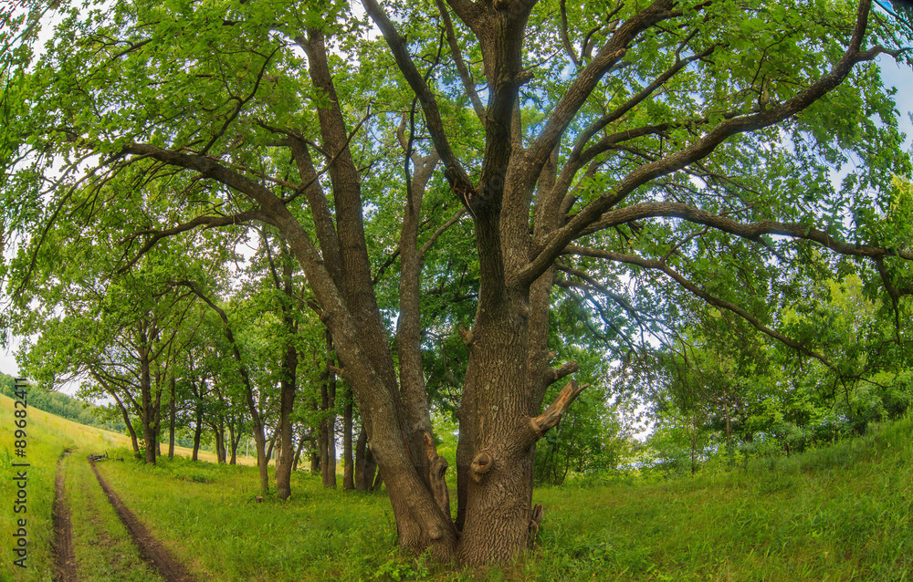 oak stands next to a road forest landscape green summer Photo Ru oak stands next to a road forest landscape green summer Photo Ru