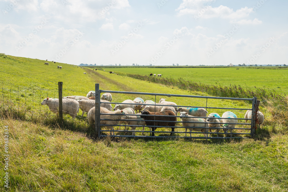 Obraz premium Many sheep behind the gate and the fence