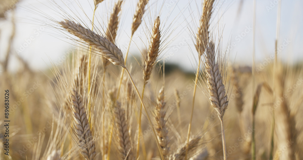 Obraz premium wheat field ready for harvest