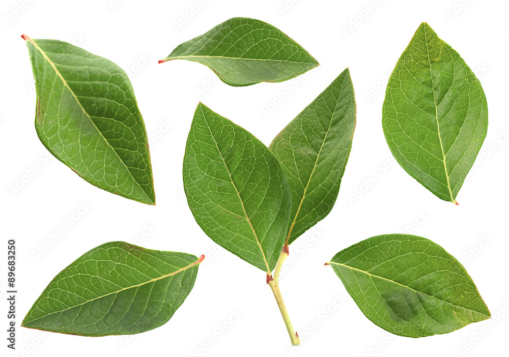Fototapeta premium Blueberry leaf set