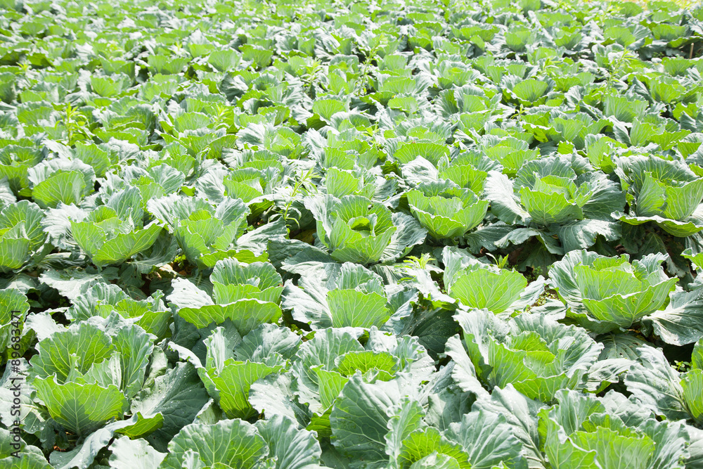 Agriculture cabbage
