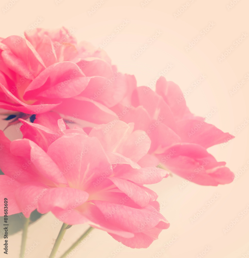 sweet pink rose in vintage color style background
