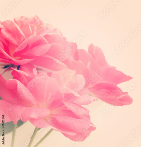 sweet pink rose in vintage color style background   © number1411