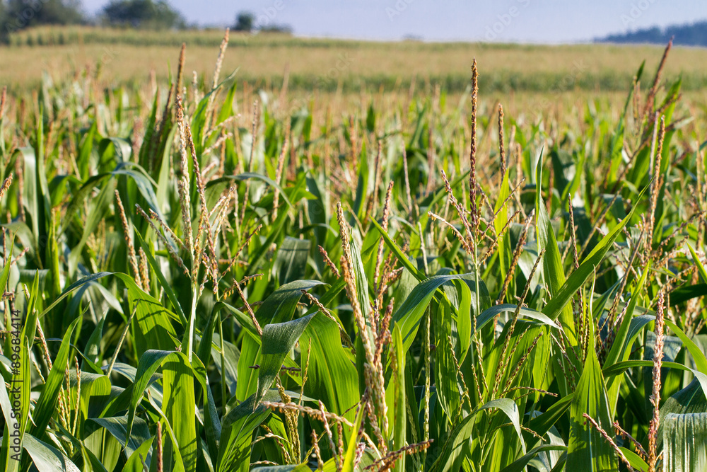 Fototapeta premium Mais (Zea mays) - Maisfeld