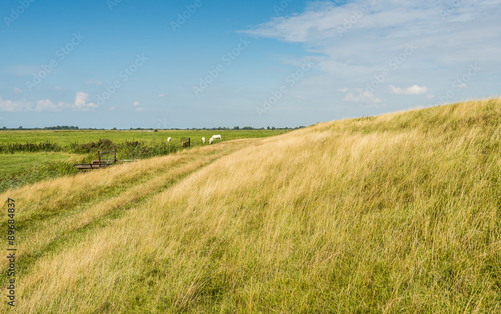 Yellowed gras at a dike in summertime