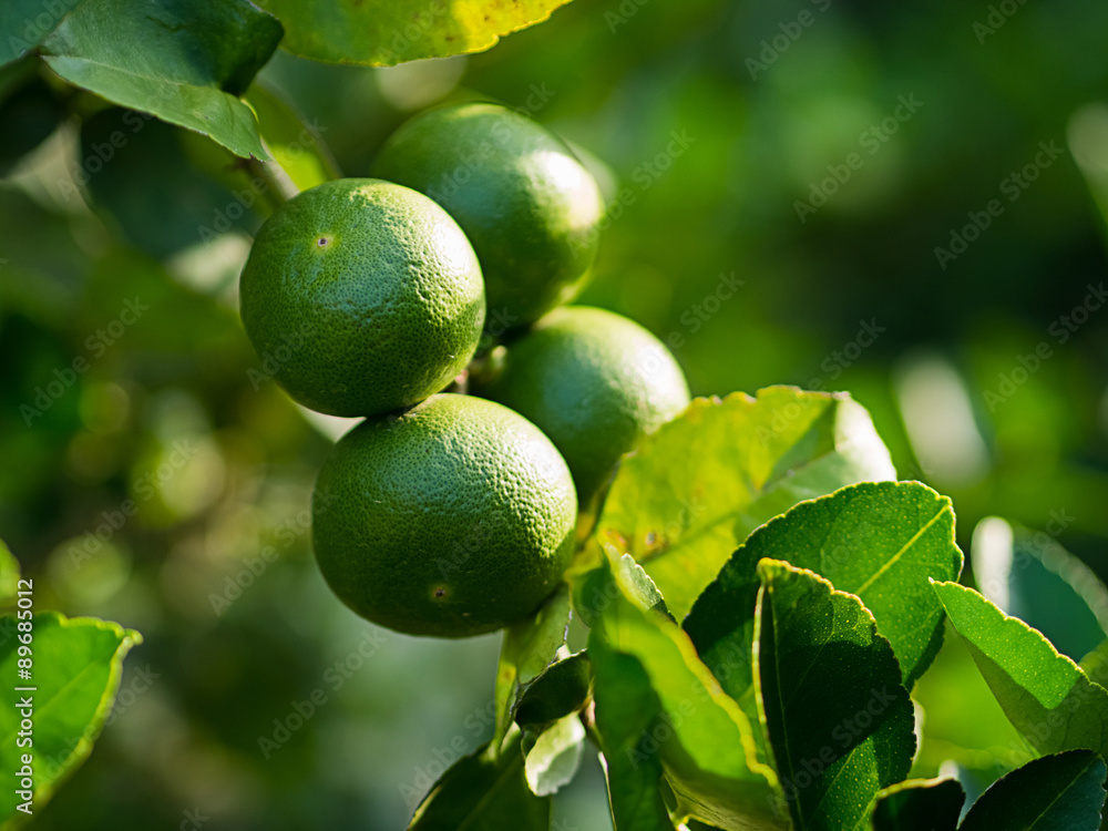 lime tree lime tree