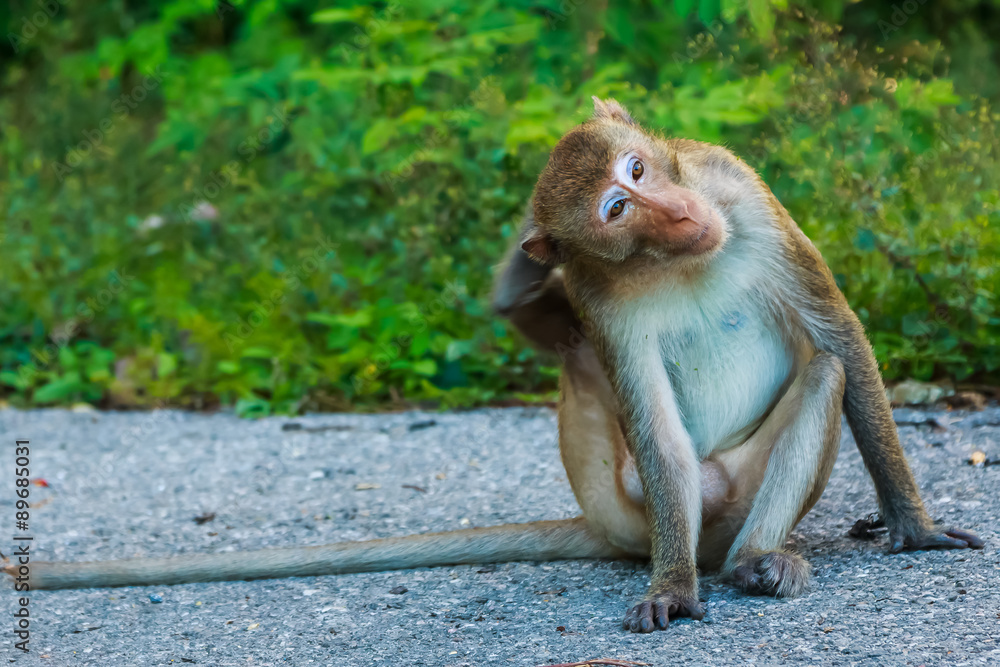 Monkey Khao Ngoo stone Park Ratchaburi, Thailand.