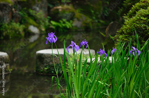 Japanese garden, 日本庭園 カキツバタ 春