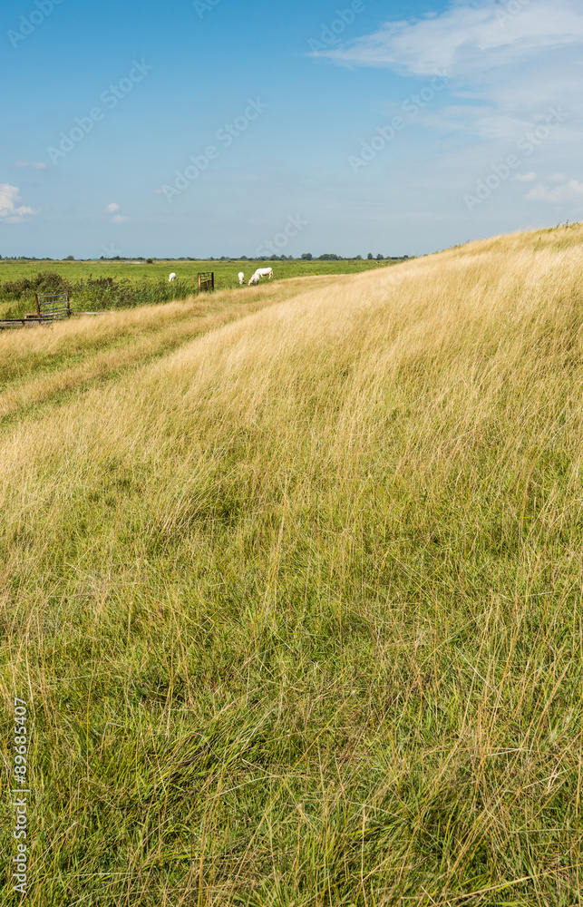 Yellowed grass at an embankment in summertime