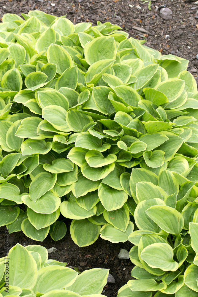 Hosta - Golden Tiara Hosta - Golden Tiara