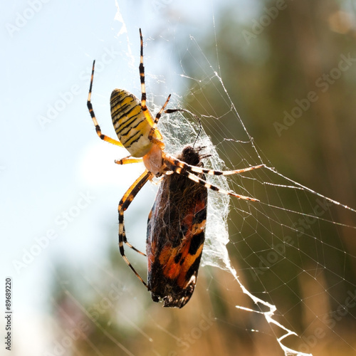 Spider eats caught a butterfly