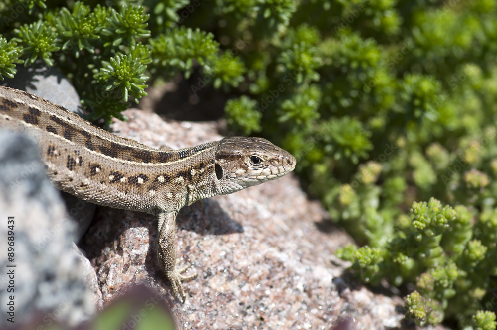 Fototapeta premium Sand lizard (Lacerta agilis) female