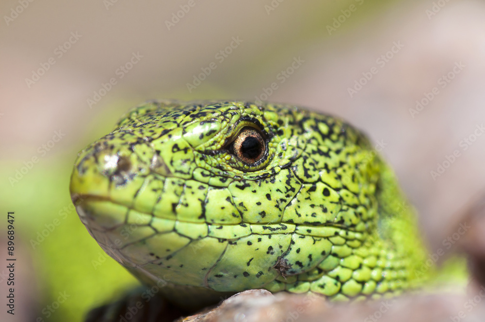 Sand lizard (Lacerta agilis) male close up Sand lizard (Lacerta agilis) male close up